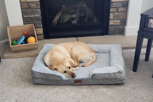 Bently The Support Dog by Charity Pet Store