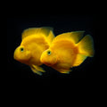 Yellow Parrotfish by Danaqua Live Fish & More