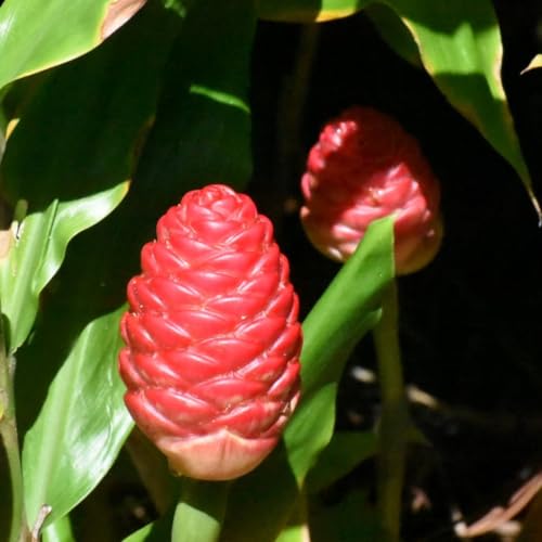 Hawaiian Awapuhi Shampoo Ginger Plant Rhizomes Starter Kit - 2 Rhizomes, Ideal for Cultivating Awapuhi Plant, Perfect Shampoo Ginger Rhizomes for Garden Enthusiasts and Beginners by Quailz.com by Undique LLC