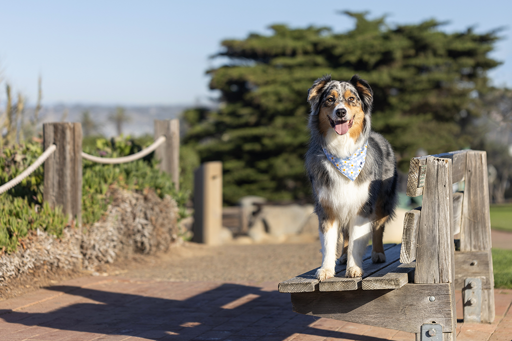 Bees & Daisy Dog Bandana by Dog Bandana Co.