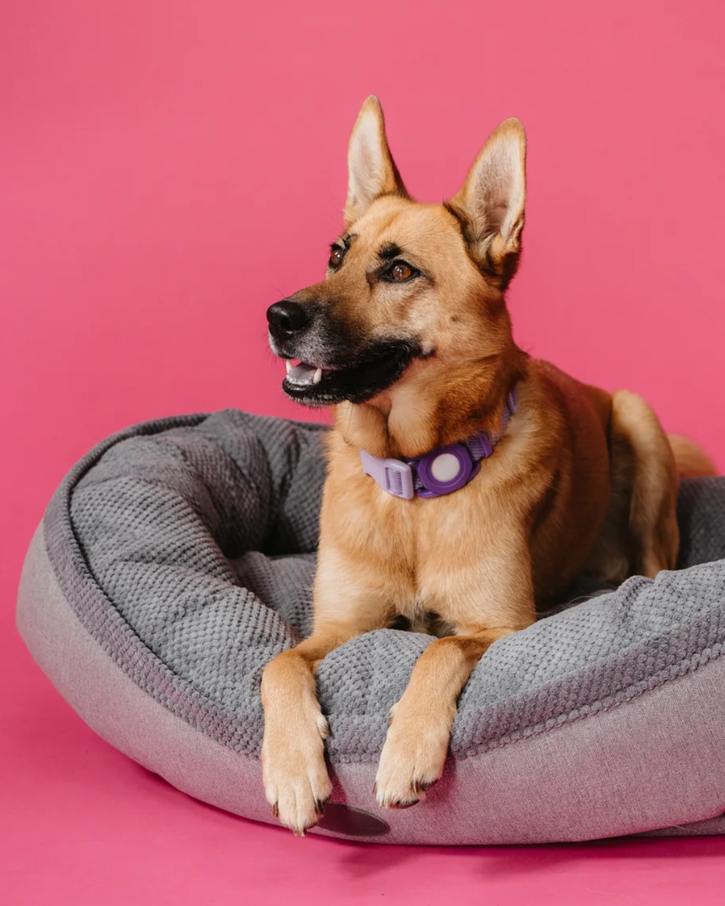 Chester & Lee | Furry Bagel Dog Bed by Chester & Lee