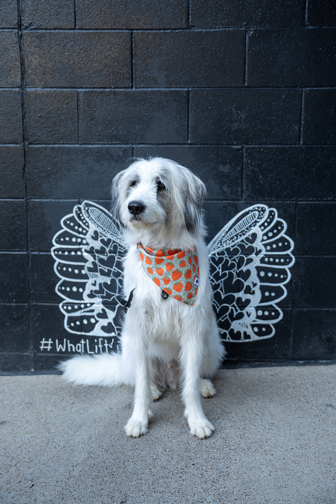 Watermelon & Strawberry Dog Bandana by Dog Bandana Co.