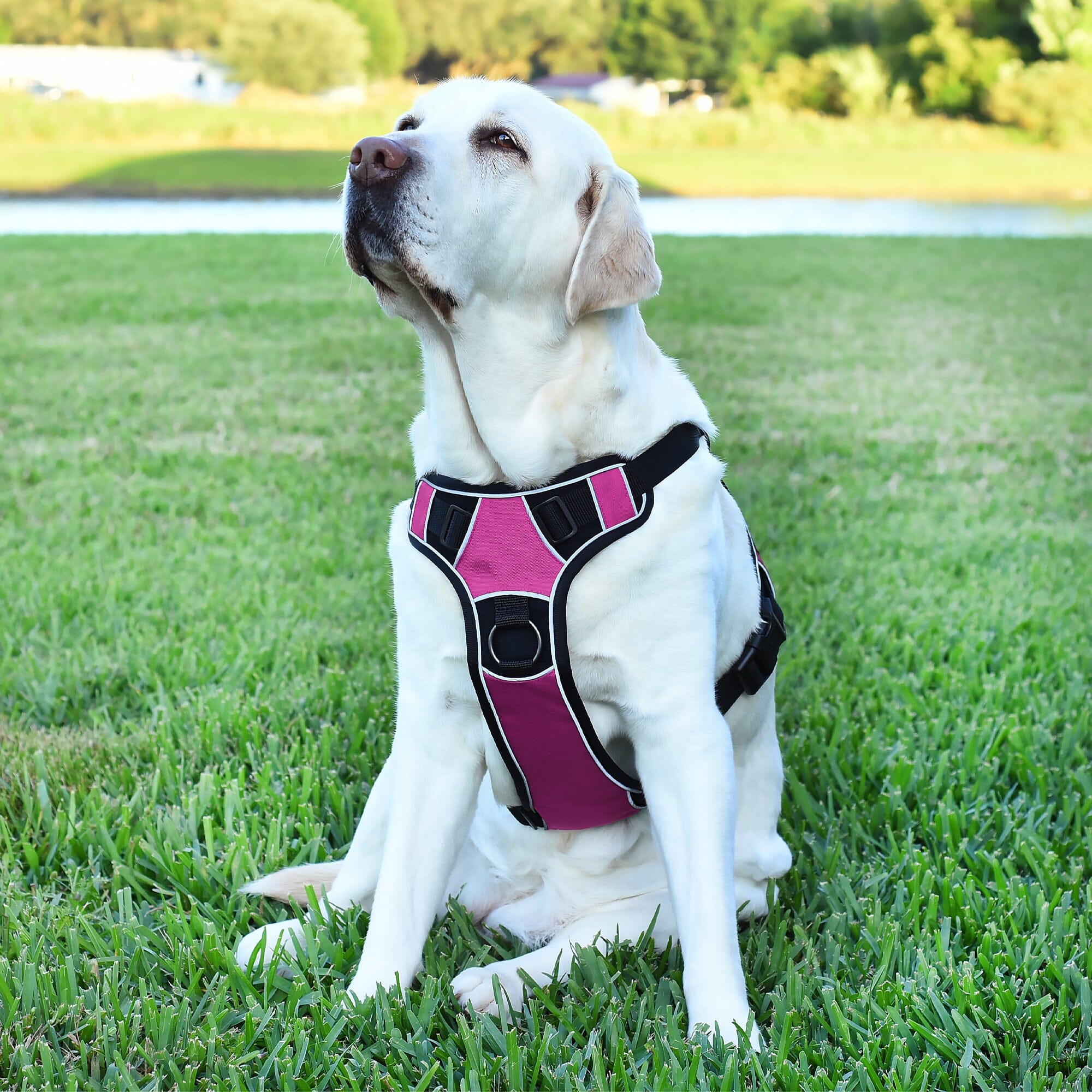 Dogline Quest Multi-Purpose No Pull Dog Harness by Dogline