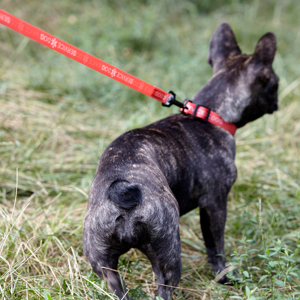 Biothane Service Dog Collar Or Leash by Dogline