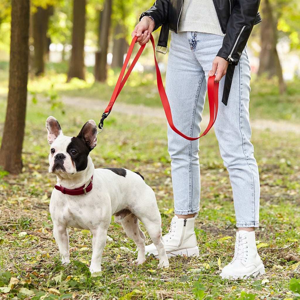 Biothane Adjustable Martingale Collar with Metal Buckle by Dogline