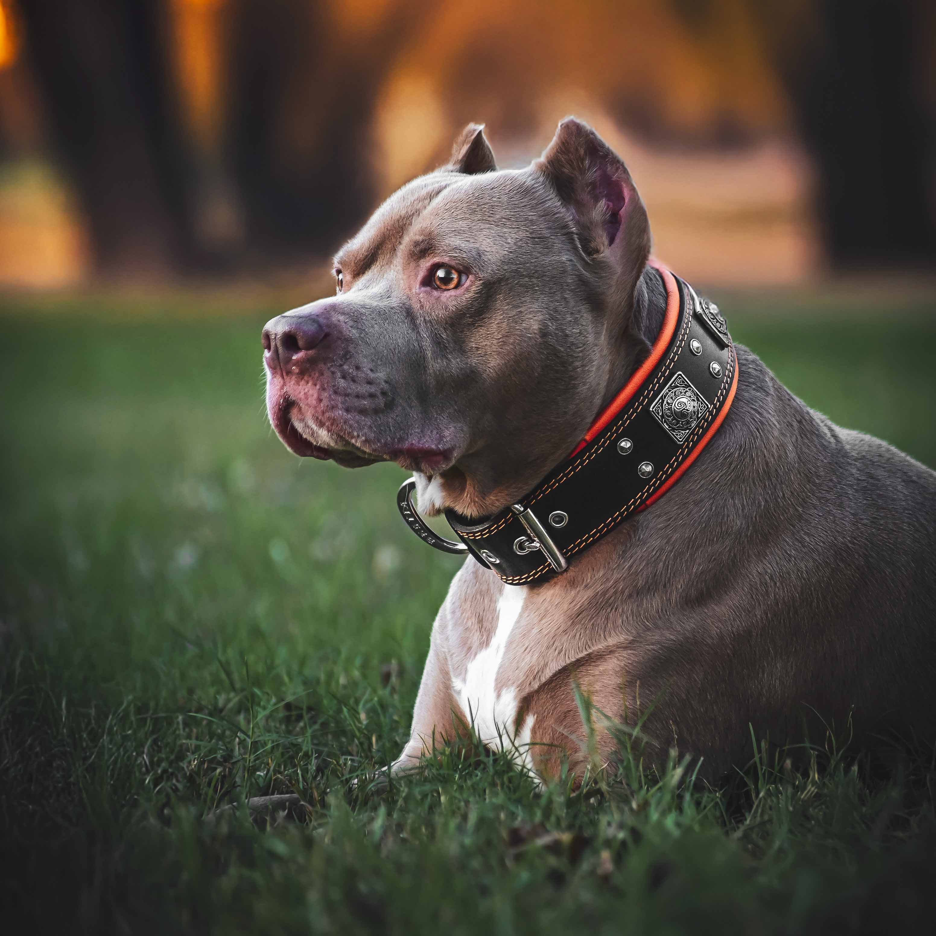 The "Eros" collar 2.5 inch wide black & orange by Bestia Dog Gear