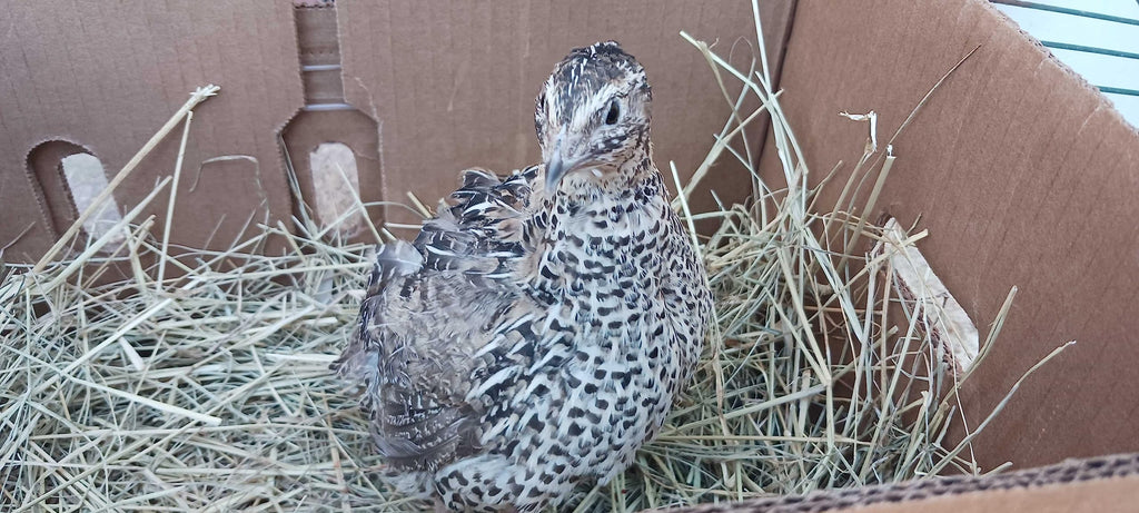 Falb-Fee Quail Hatching Eggs by Quailz.com by Undique LLC