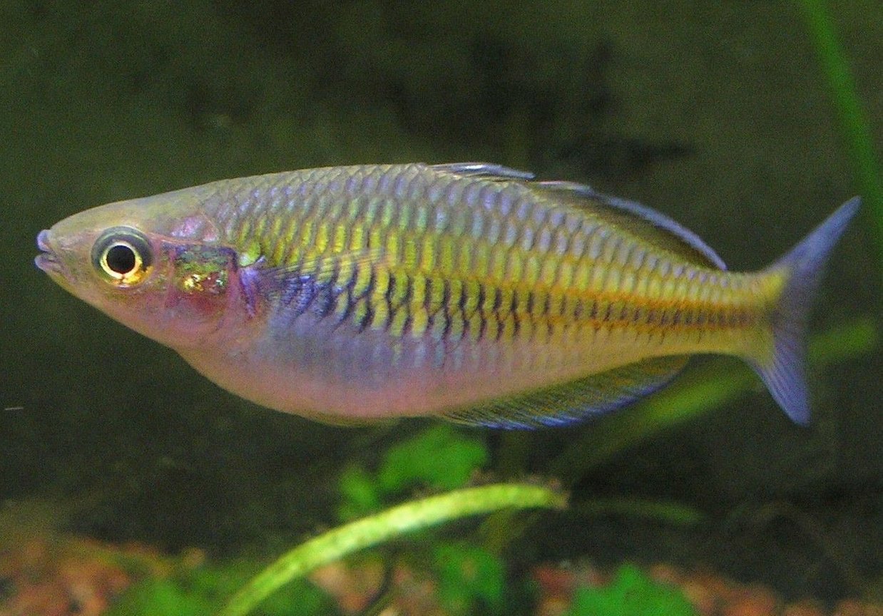 Boesemani rainbowfish by Danaqua Live Fish & More