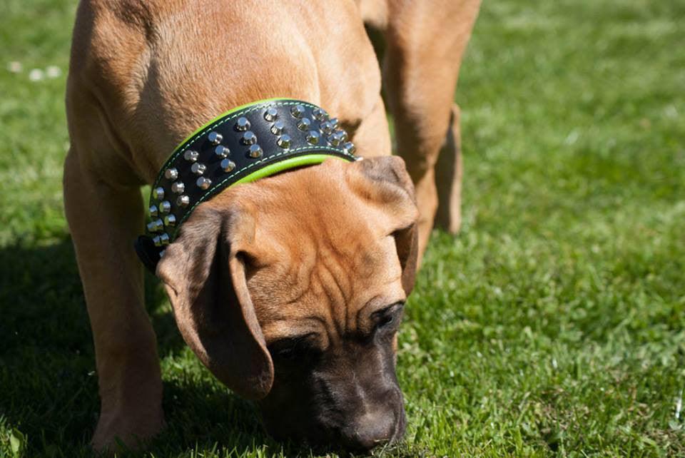 The "Stud" dog collar by Bestia Dog Gear