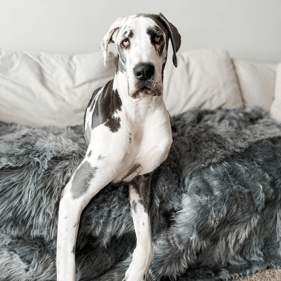 PupProtector™ Waterproof Throw Blanket - Charcoal Grey by Paw.com