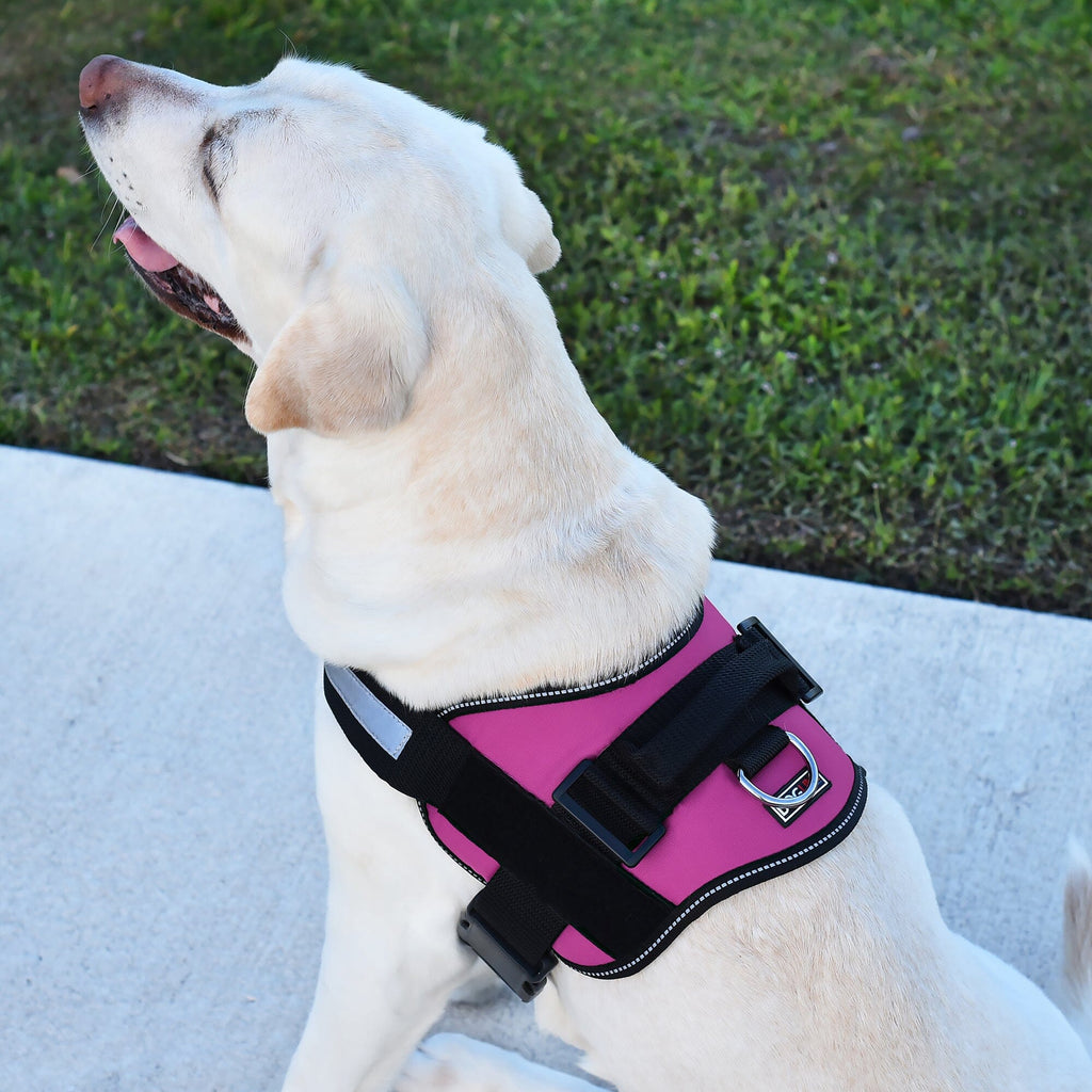 Unimax Multi-Purpose Dog Harness by Dogline