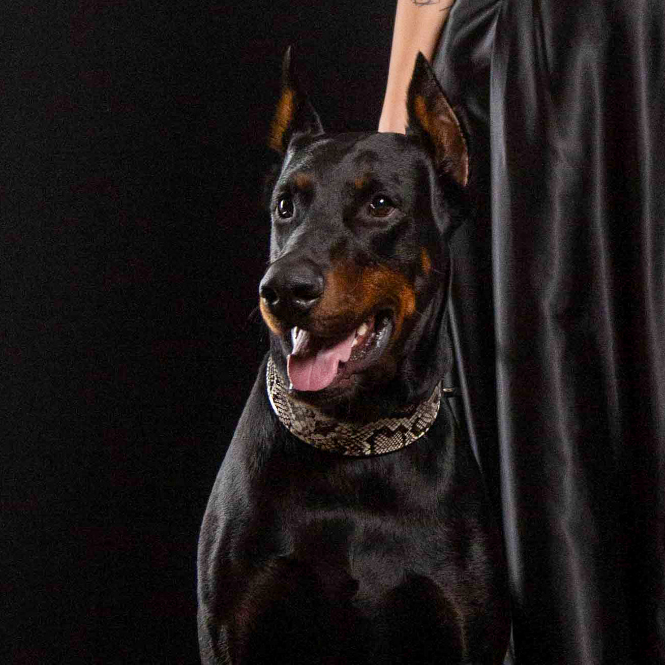 The ''Rock Python'' collar by Bestia Dog Gear