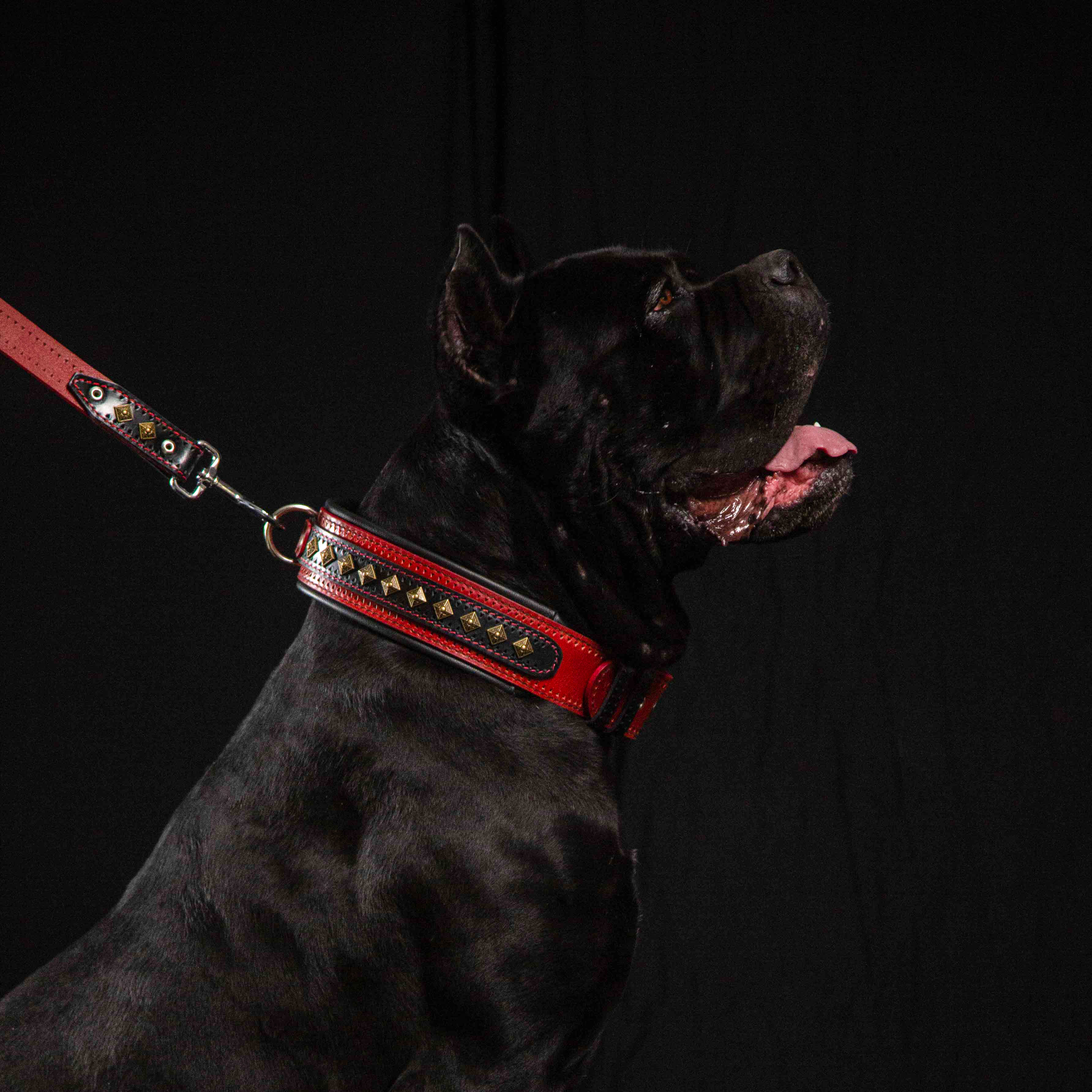 The "Balteus" red collar by Bestia Dog Gear