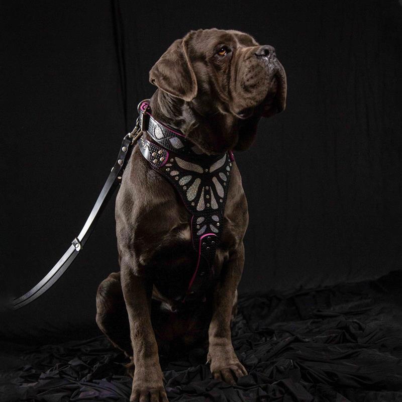 The "Ariel" collar by Bestia Dog Gear