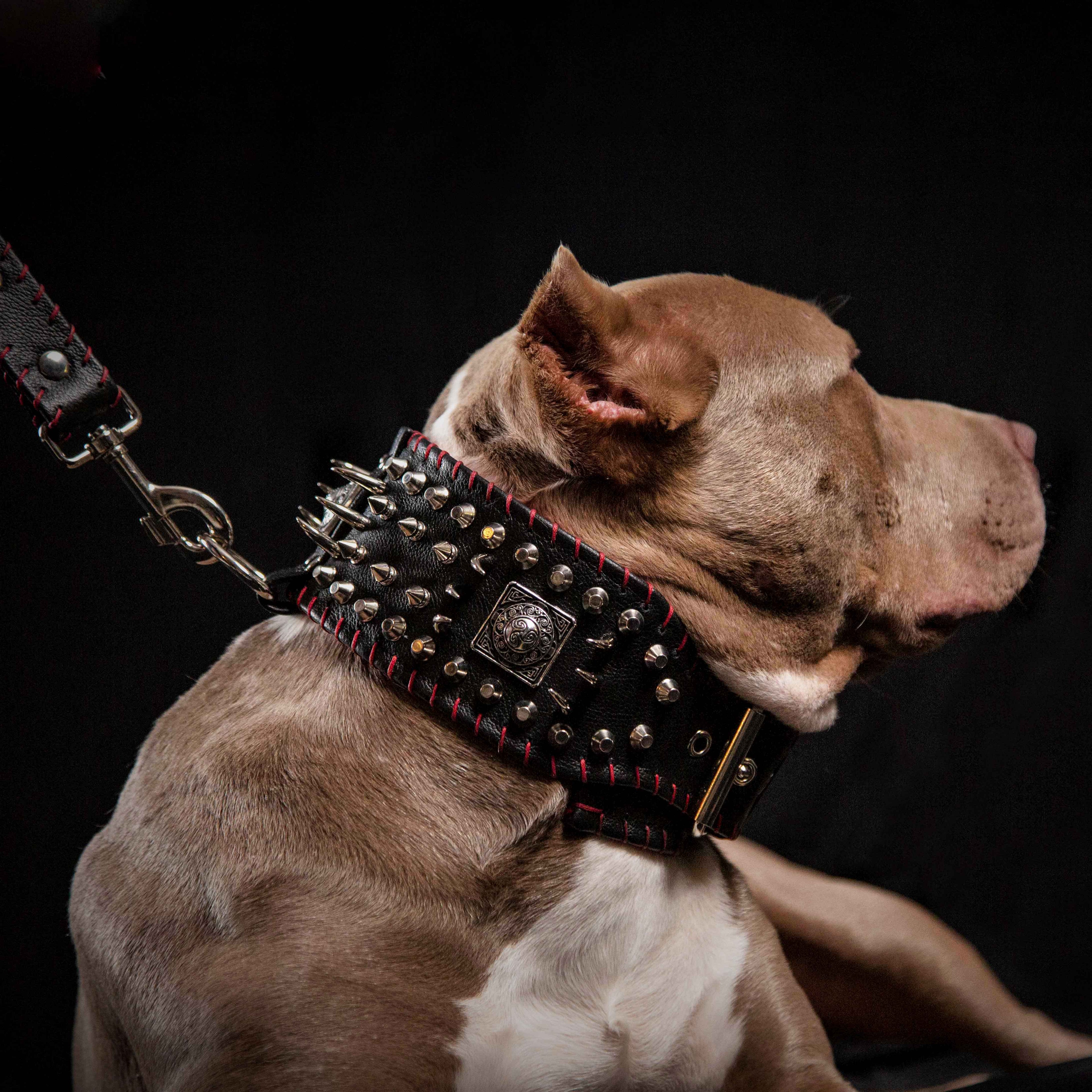 the "DAVID" hand stitched 3.15 inch wide show collar by Bestia Dog Gear