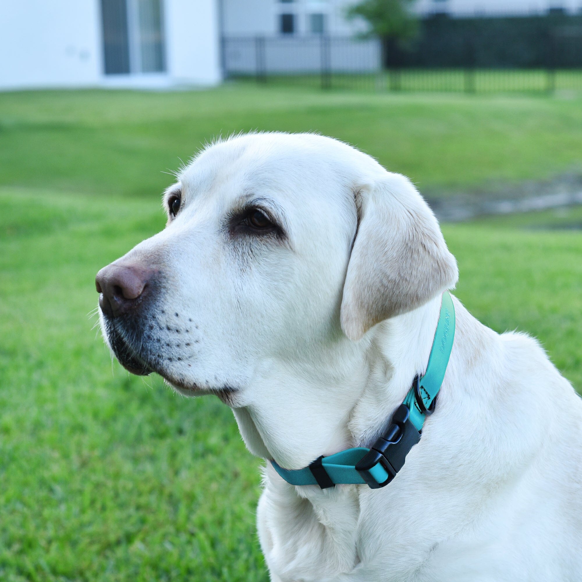 Dogline Biothane Waterproof Dog Collar with Quick Release Buckle by Dogline