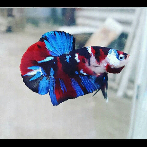 Galaxy Koi Betta by Danaqua Live Fish & More