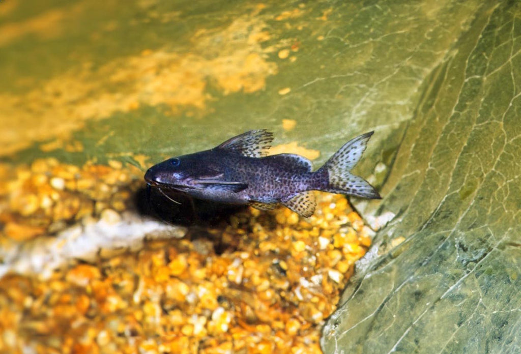 Synodontis nigrita by Danaqua Live Fish & More