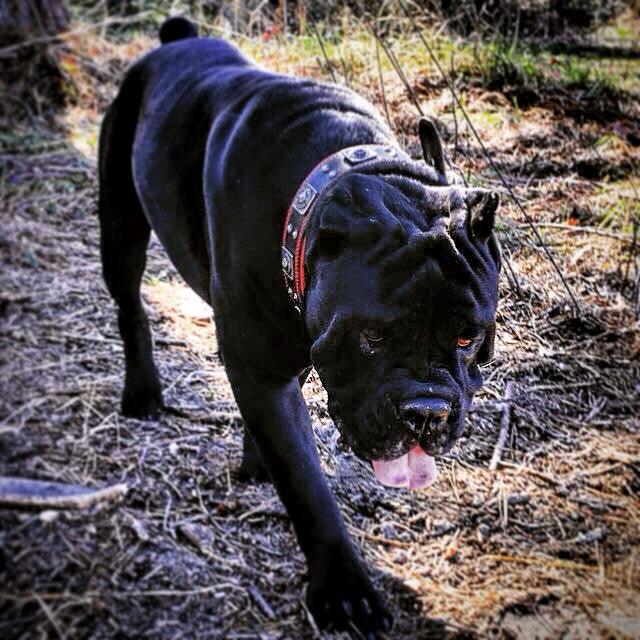 The "Eros" collar 2.5 inch wide black & red by Bestia Dog Gear