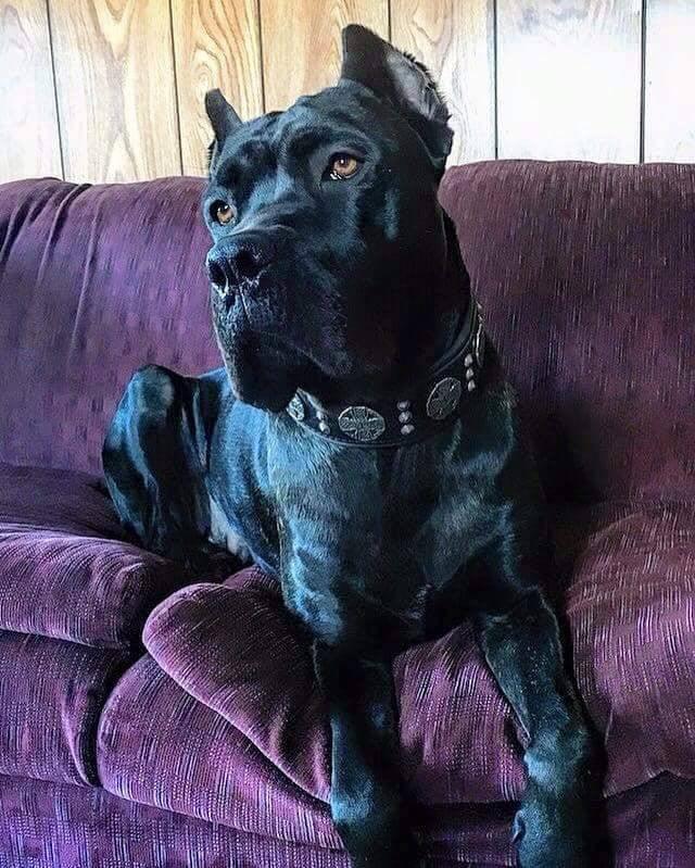 "Maximus Silver" BIG dog SET- Harness - collar - lead. Black by Bestia Dog Gear