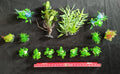 Premium Artificial Aquarium Plant Package for Fish Tank. NATURE AT ITS BEST by Northeast Aquariums LLC