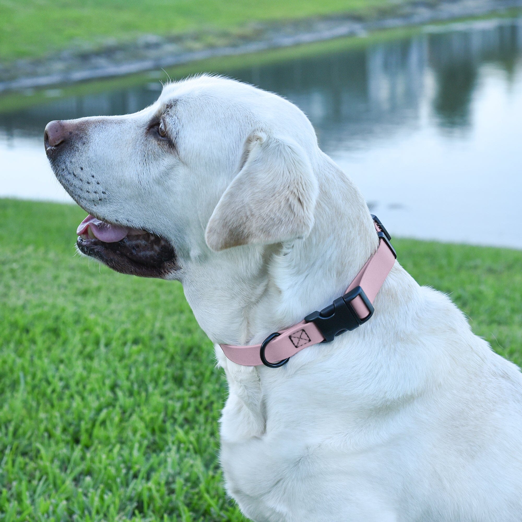 Dogline Biothane Waterproof Dog Collar with Quick Release Buckle by Dogline