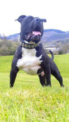 The "Steel" collar by Bestia Dog Gear
