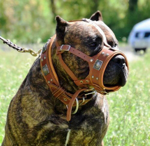 The "Eros" muzzle brown by Bestia Dog Gear