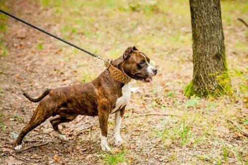 The "Crown" collar by Bestia Dog Gear