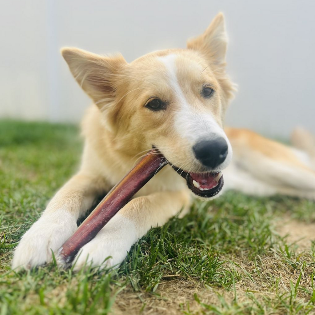 12 Inch Jumbo Bully Stick by Bully Bunches
