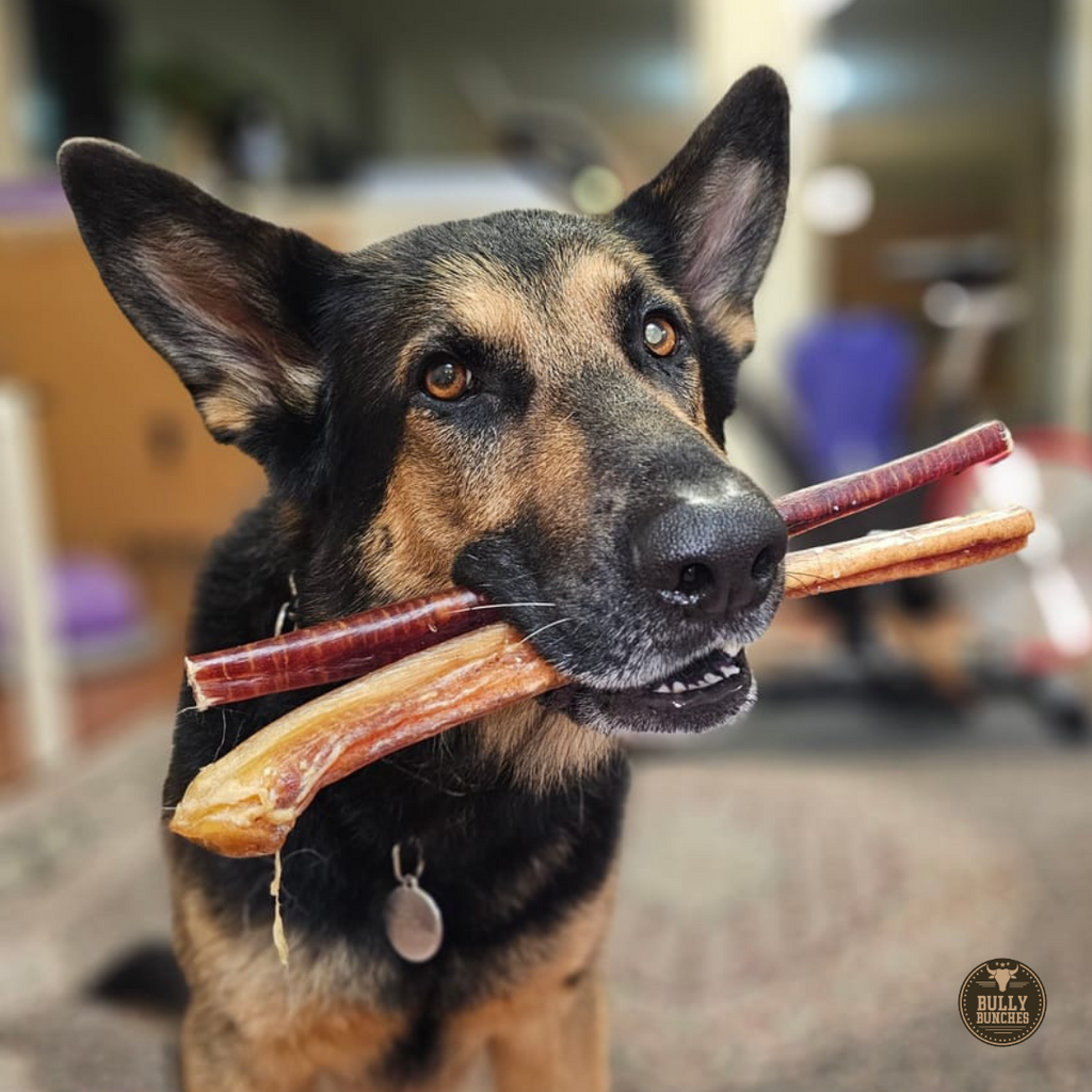 12 Inch Jumbo Bully Stick by Bully Bunches