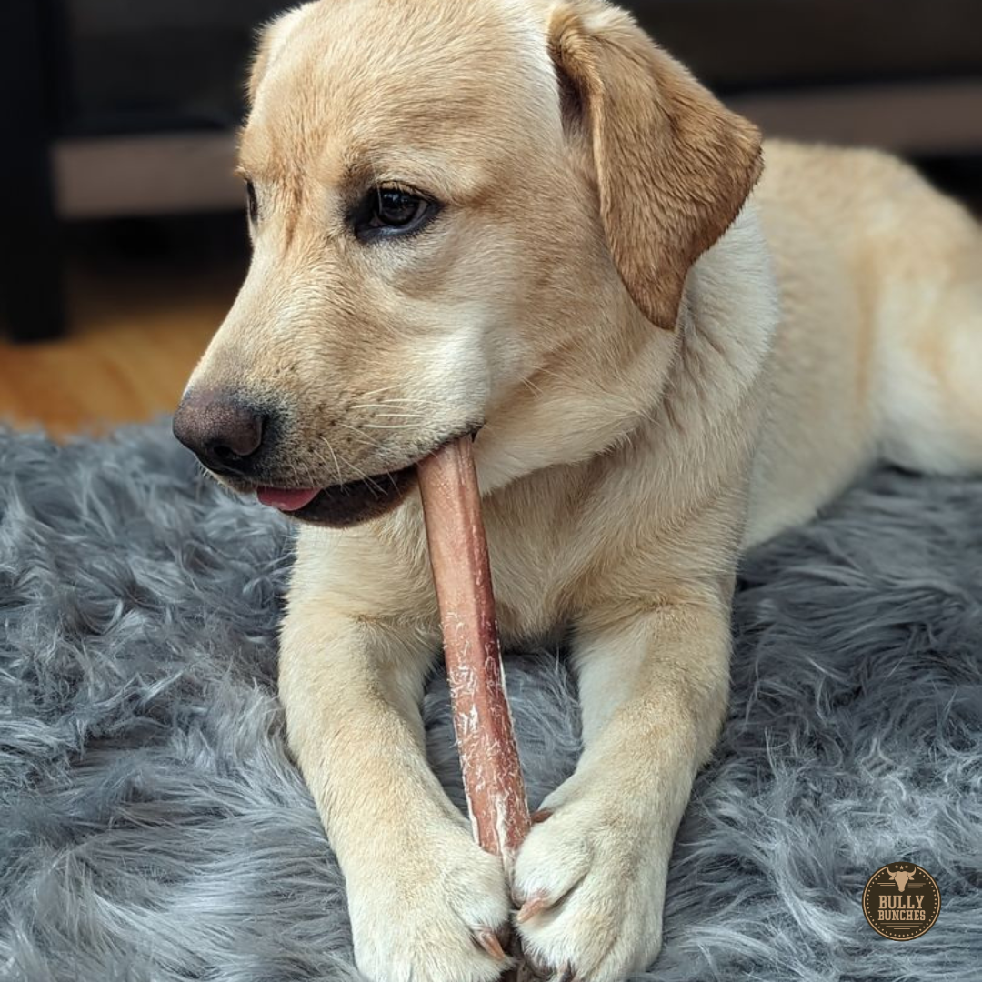 12 Inch Jumbo Bully Stick by Bully Bunches