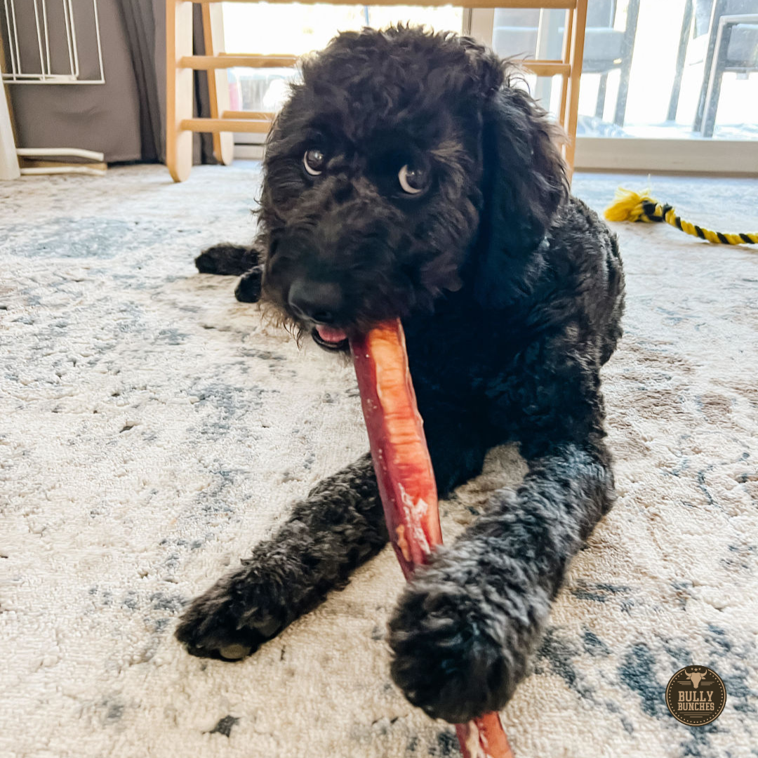 12 Inch Monster Bully Stick by Bully Bunches