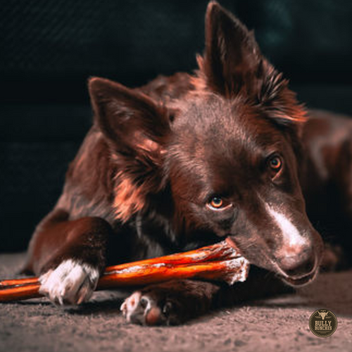 12 Inch Monster Bully Stick by Bully Bunches