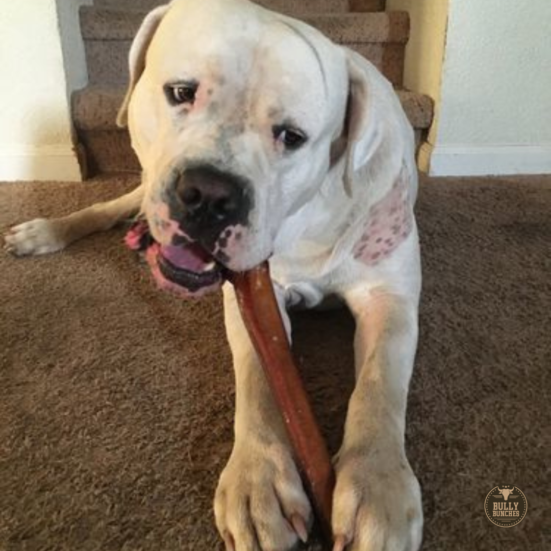 12 Inch Monster Bully Stick by Bully Bunches