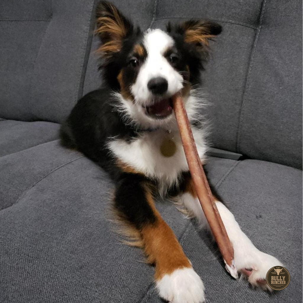 12 Inch Standard Bully Stick by Bully Bunches
