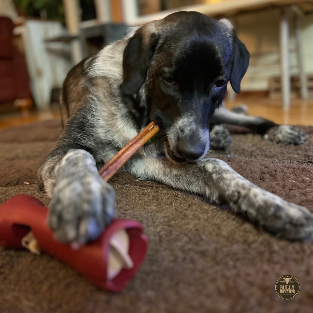 12 Inch Standard Bully Stick by Bully Bunches