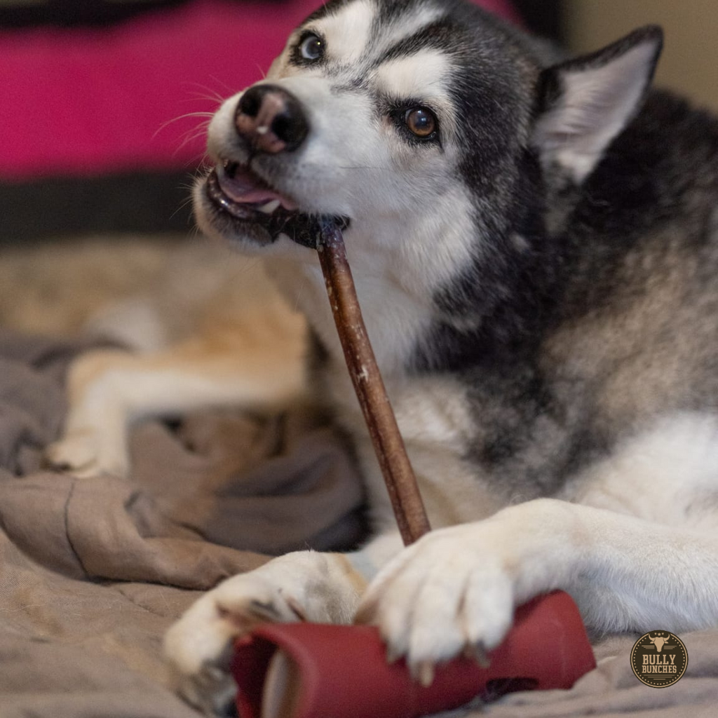 12 Inch Standard Bully Stick by Bully Bunches