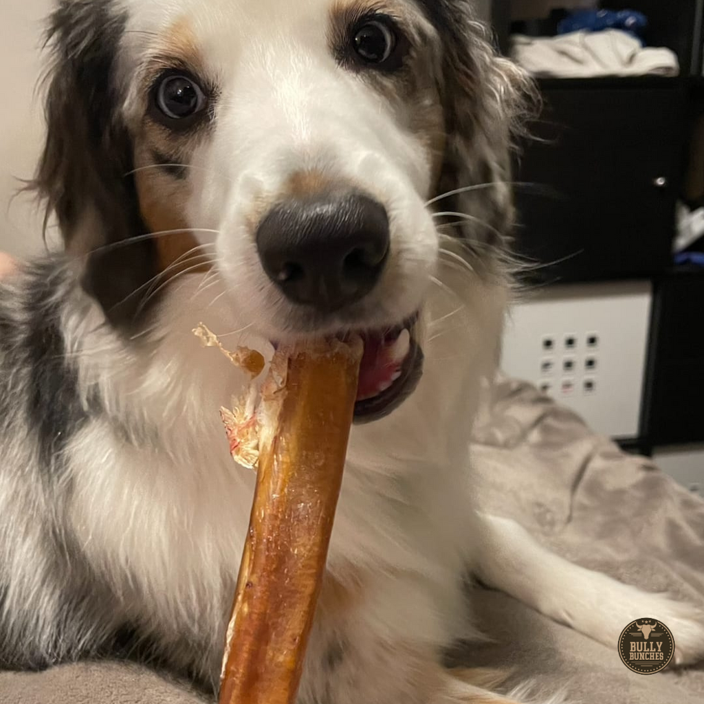 12 Inch Thick Bully Stick by Bully Bunches