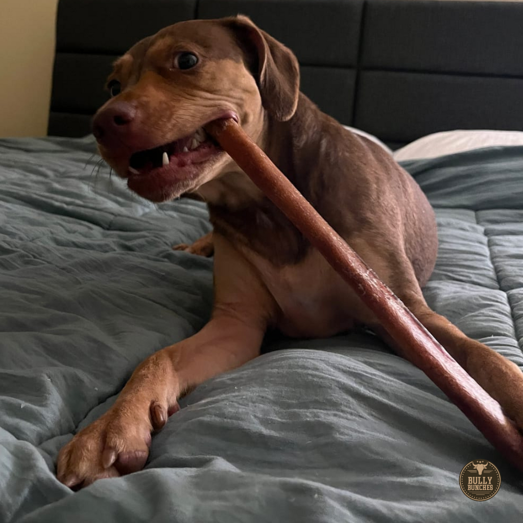 12 Inch Thick Bully Stick by Bully Bunches