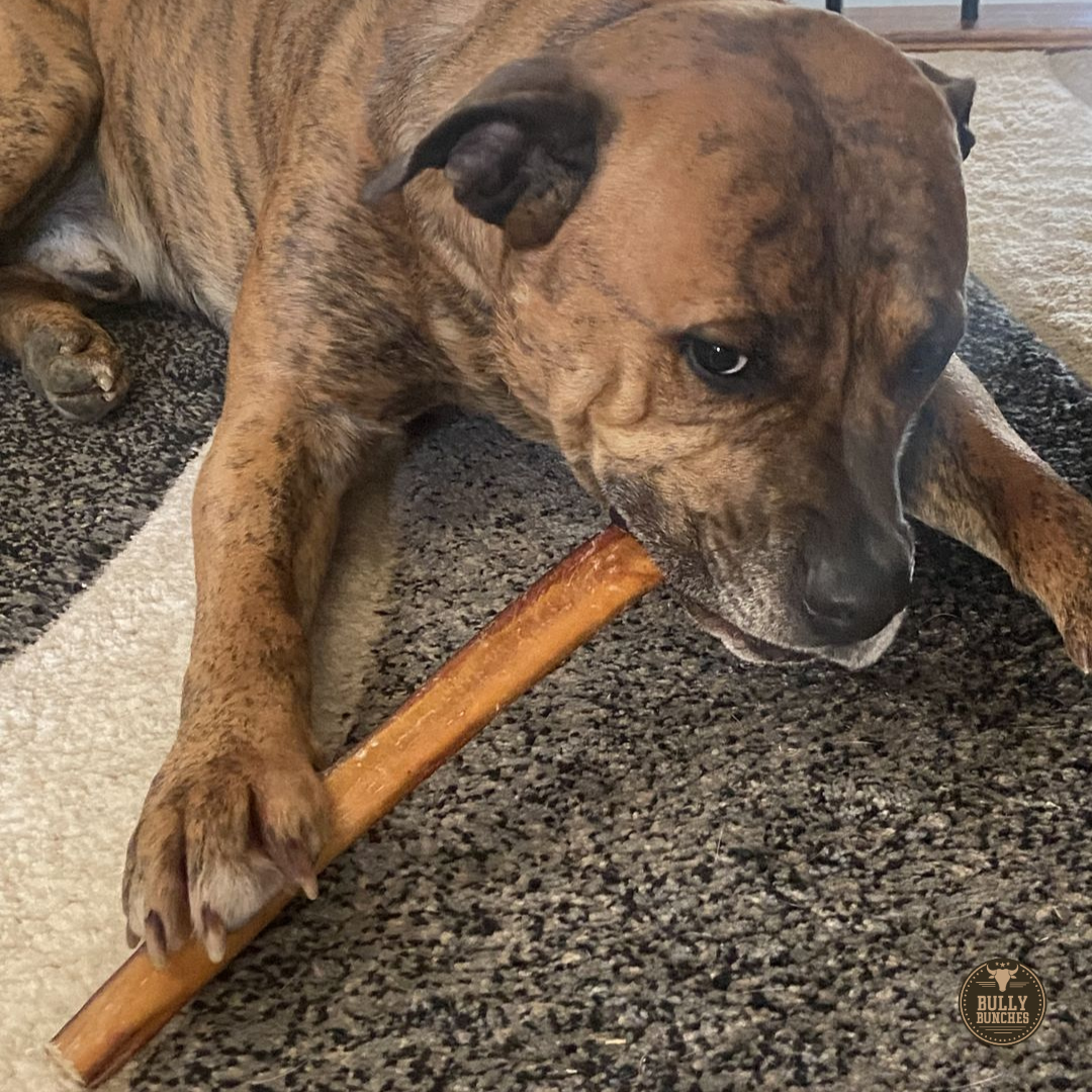 12 Inch Thick Bully Stick by Bully Bunches