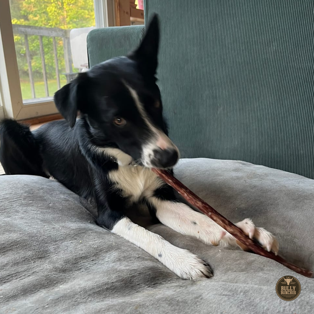10-12 Inch Champion Chew by Bully Bunches