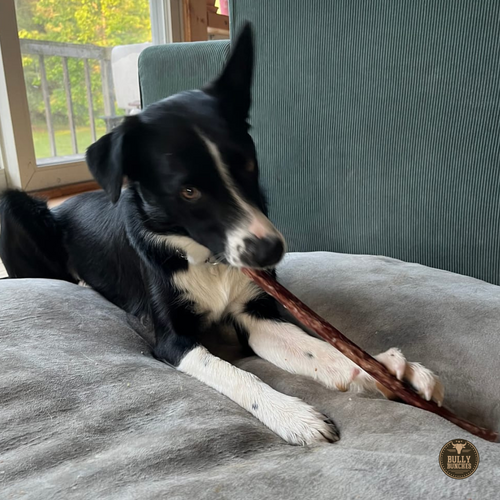 10-12 Inch Champion Chew by Bully Bunches