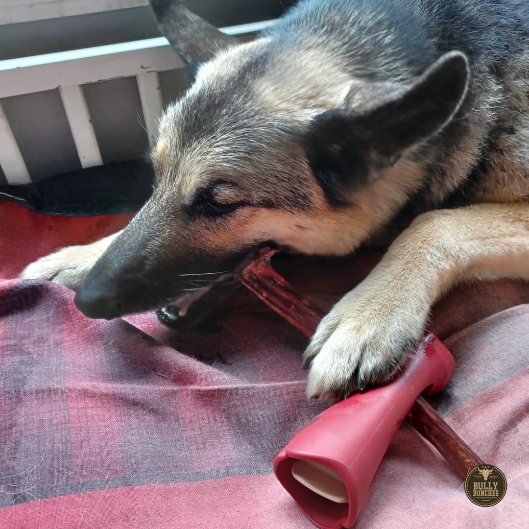 10-12 Inch Champion Chew by Bully Bunches