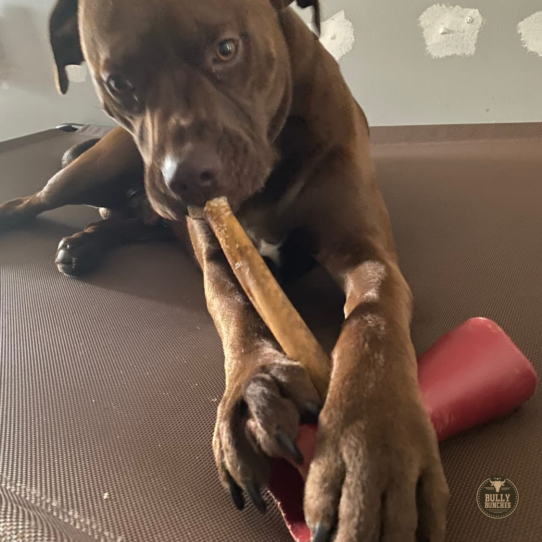 10-12 Inch Collagen Stick by Bully Bunches