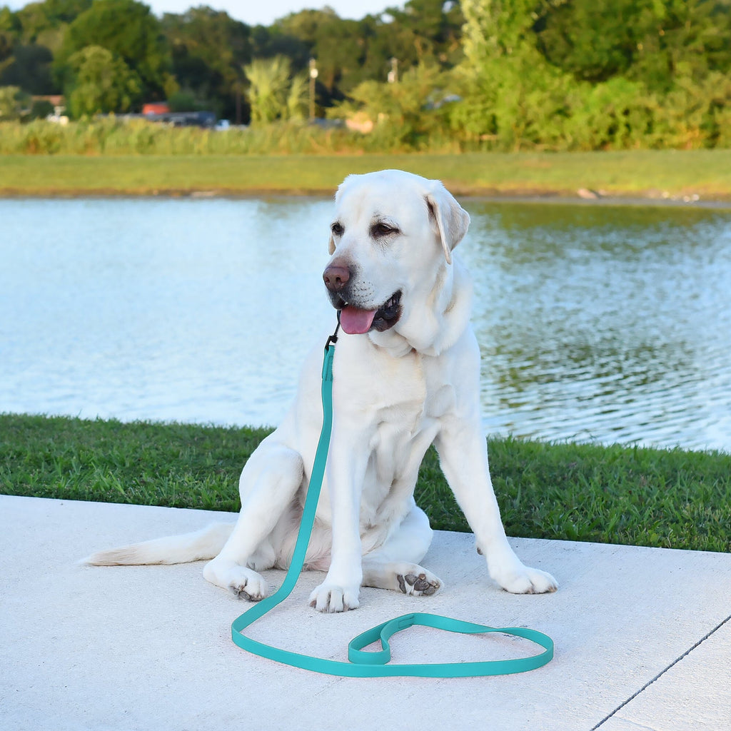 Biothane Waterproof Dog Leash, 4 ft by Dogline