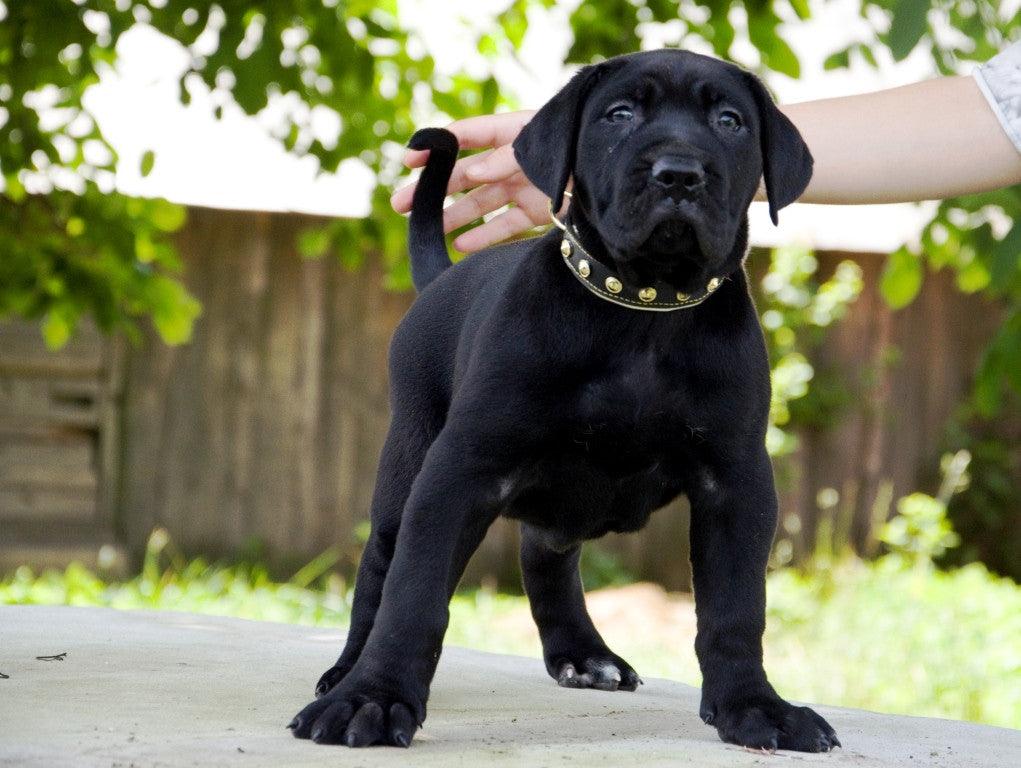 The "Maxi" collar by Bestia Dog Gear