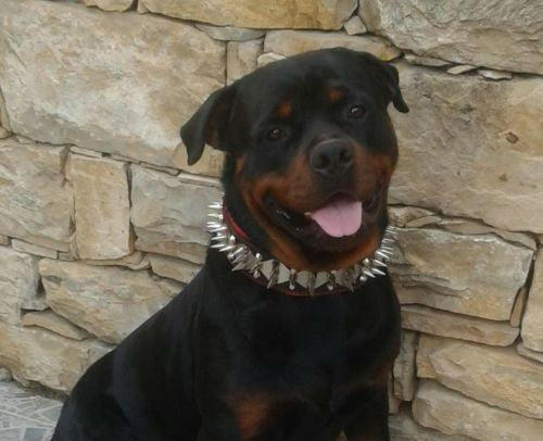 The "Steel" collar by Bestia Dog Gear