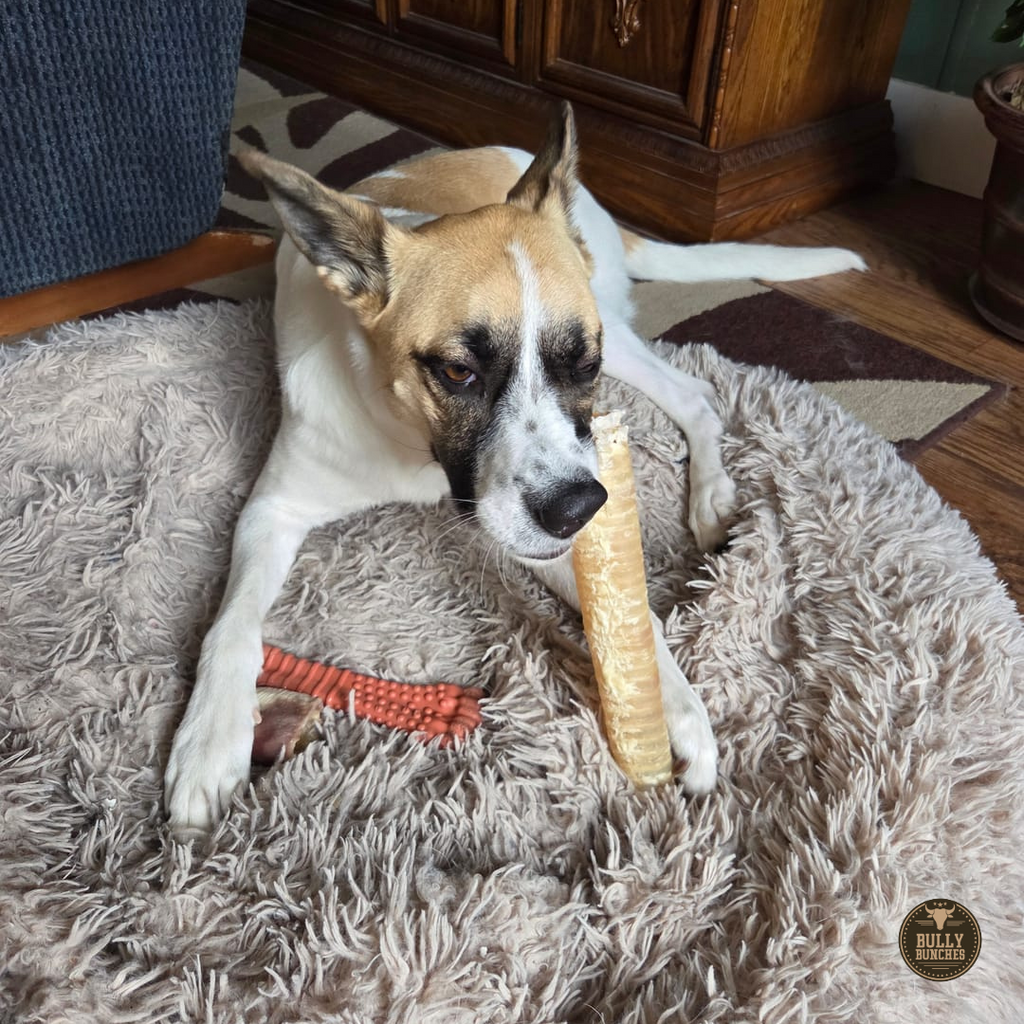 12 Inch Beef Trachea by Bully Bunches