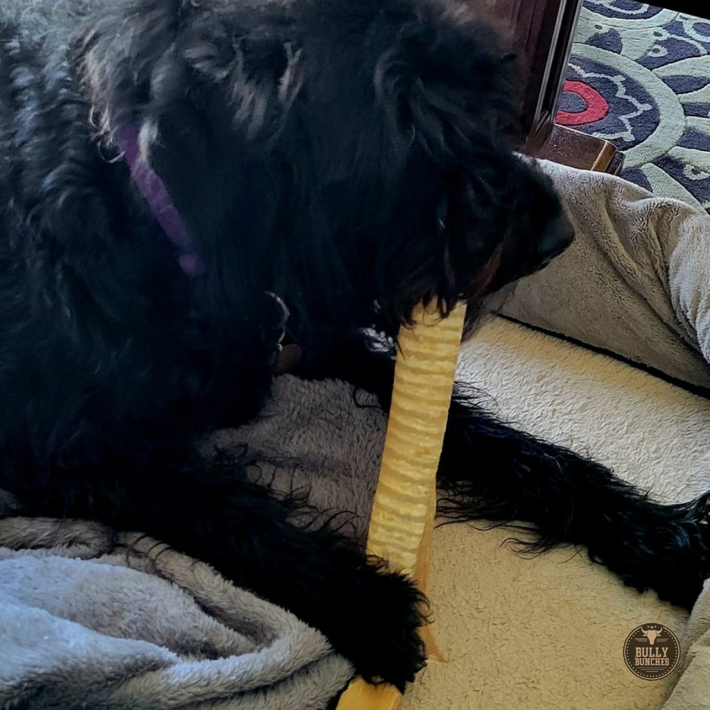 12 Inch Beef Trachea by Bully Bunches